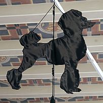 follow the (black) poodle: flags