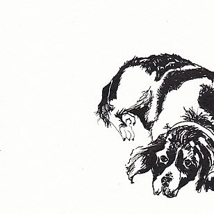 Companion 